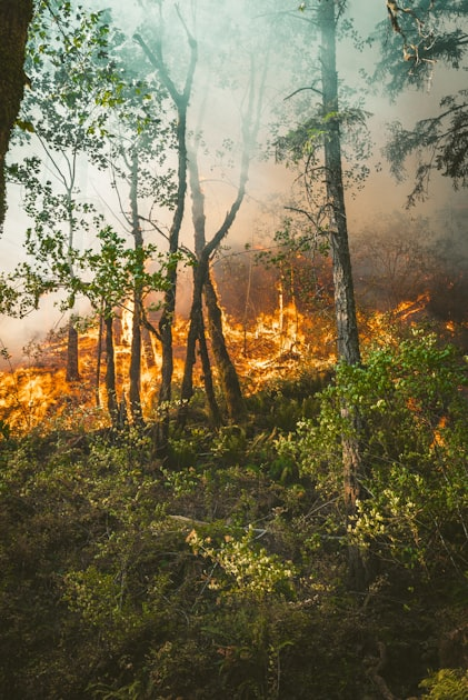 Local Initiatives for Environmental Protection