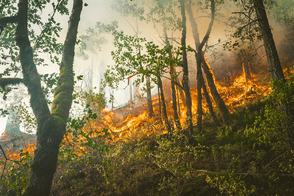 Understanding the Firewise Program